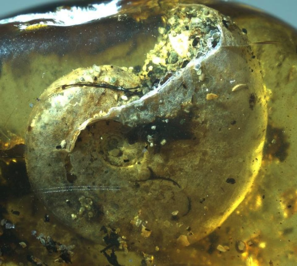 A close up of an ammonite trapped within the amber