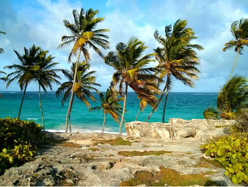 A rocky beach in Barbados, with palm trees and a blue sea in the background