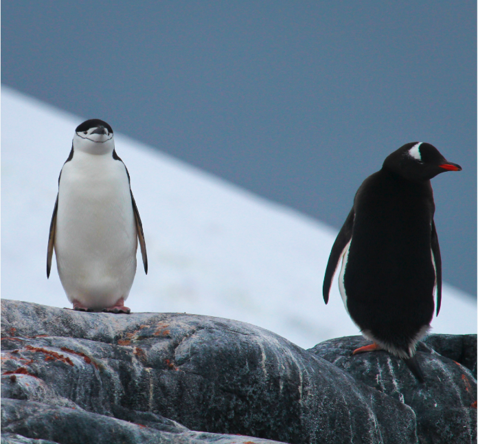 A Gentoo and Chinstrap penguin standing on guano covered rocks at a breeding colony along the Antarctic Peninsula