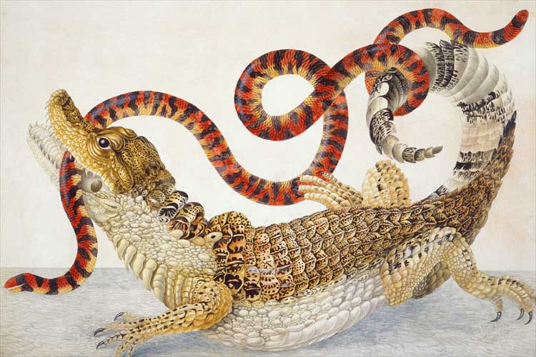 A painting of a Spectacled Caiman fighting with a False Coral Snake - the snake is in the caiman's jaws, but wrapped around its tail