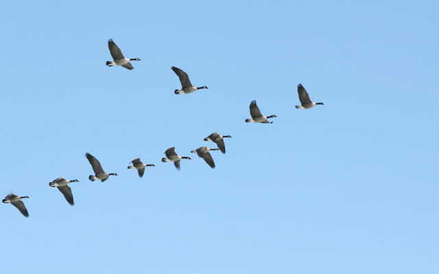 Geese flying in V-formation