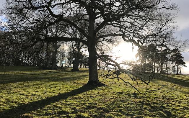 An ancient oak tree backlit by winter sunshine at Harcourt Arboretum