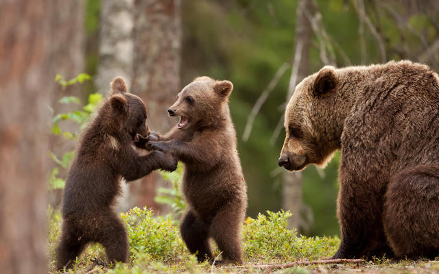 Two young bears, stood up and scuffling, while watched by an adult bear