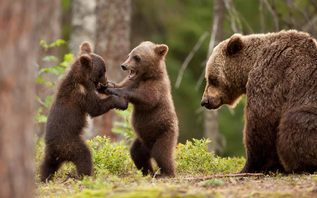 Two young bears, stood up and scuffling, while watched by an adult bear