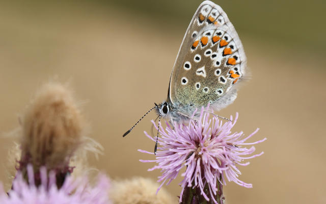 A common blue butterfly, sat on a purple flower