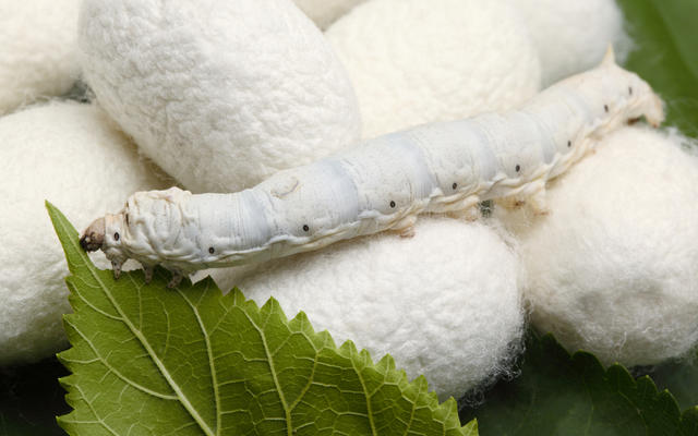 A silk worm sat on balls of silk, nibbling a leaf