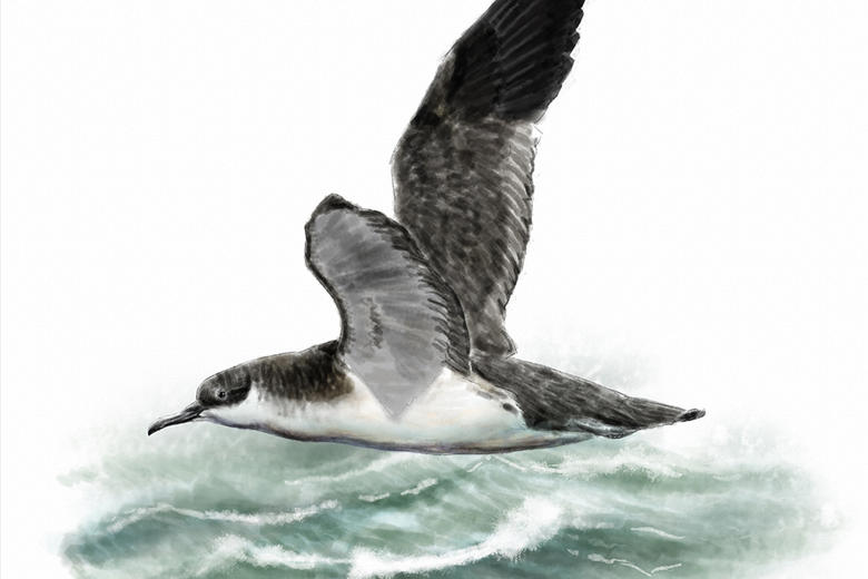 Illustration of a Manx shearwater seabird