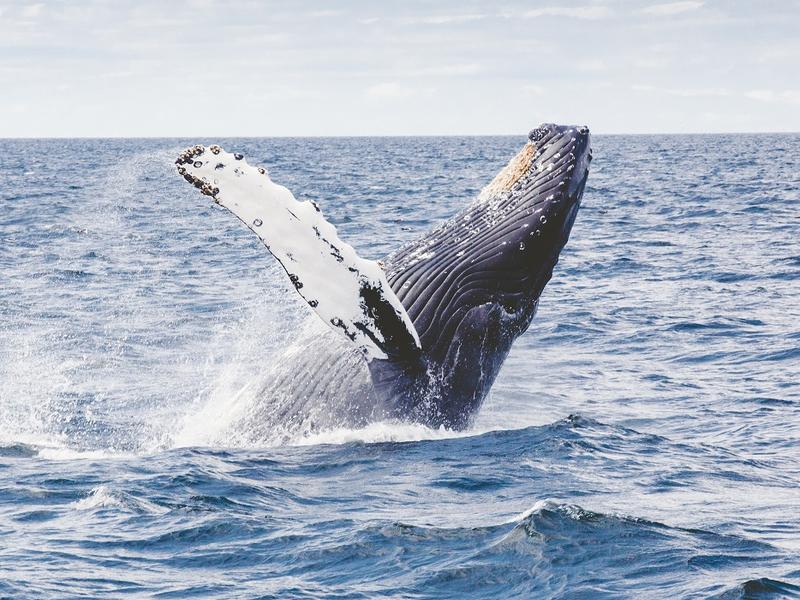 A humpback whale jumping out of the sea