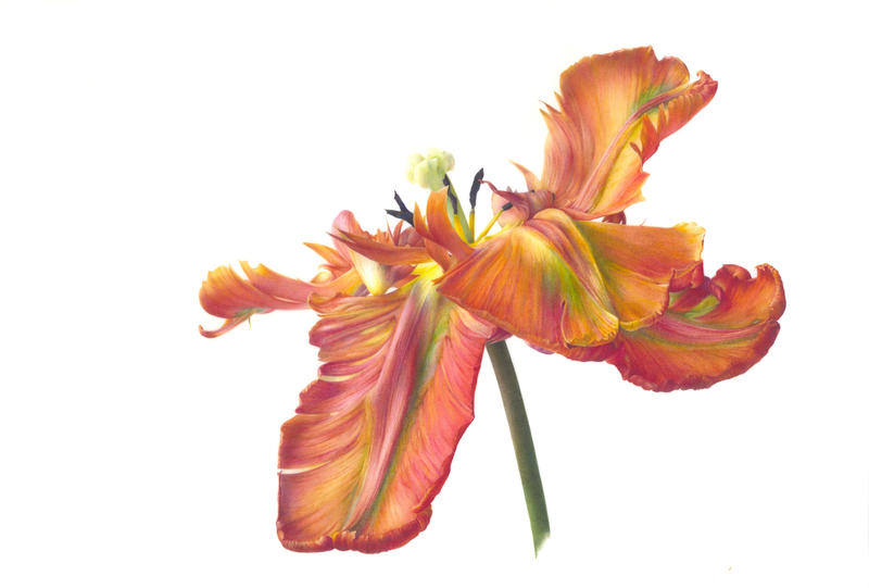 A close-up painting of a tulip 