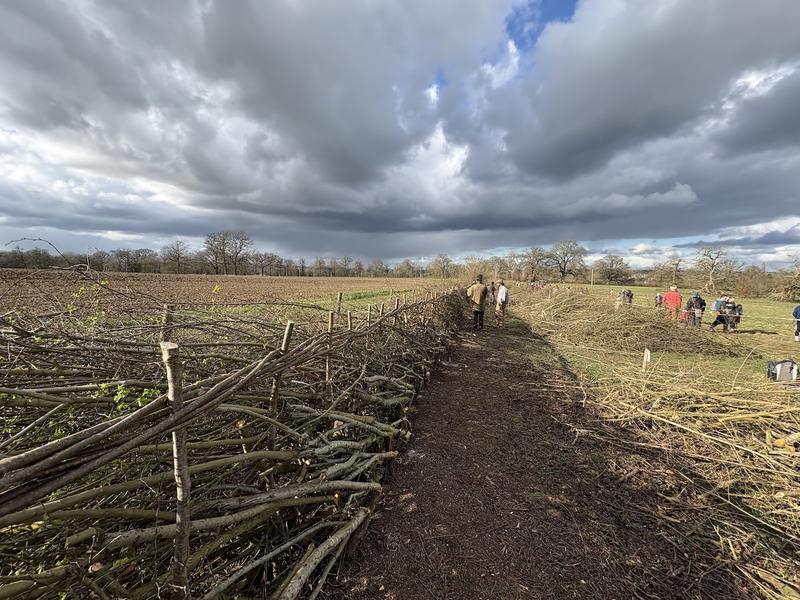 A laid hedge at Harcourt Arboretum, on Saturday 28 February 2026