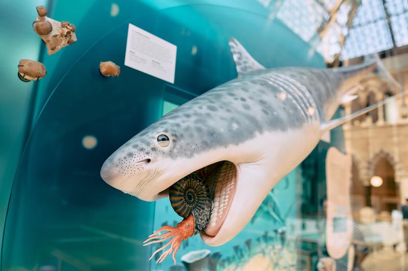 Display of a shark in the Museum of Natural History