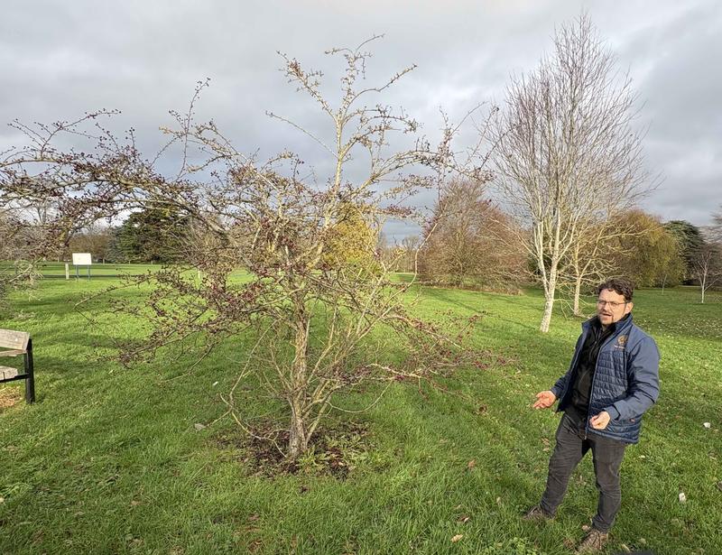 Sam Prior, University of Oxford Arboricultural Manager, in the University Parks on 27 November 2025