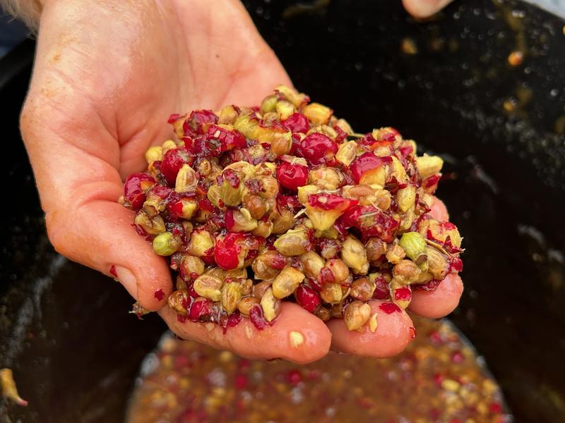 A pulpy handful of hawthorn seed, part-processed