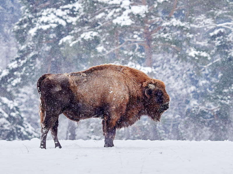 A European bison, stood in a snow covered field, with more snow falling