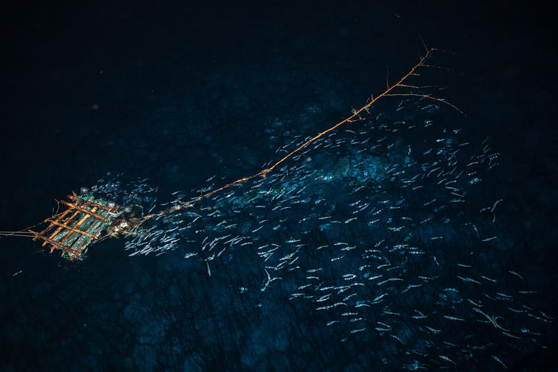 An aerial picture of fish congregating at a fish aggregator device