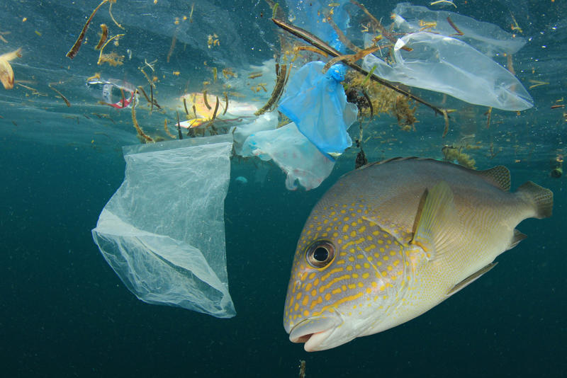 Tropical fish swimming near plastic bags