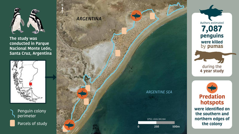 Penguin predation infographic