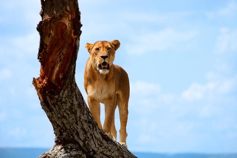 A lioness stood on a tree