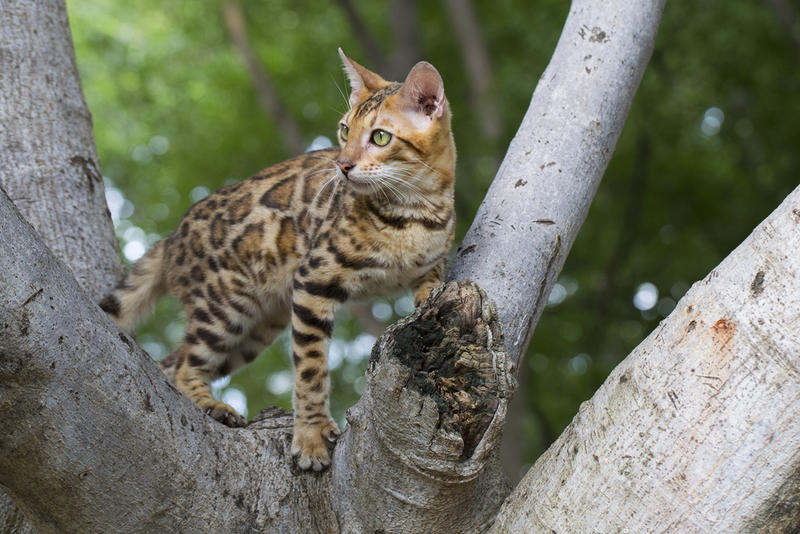 A marbled cat stood in a tree