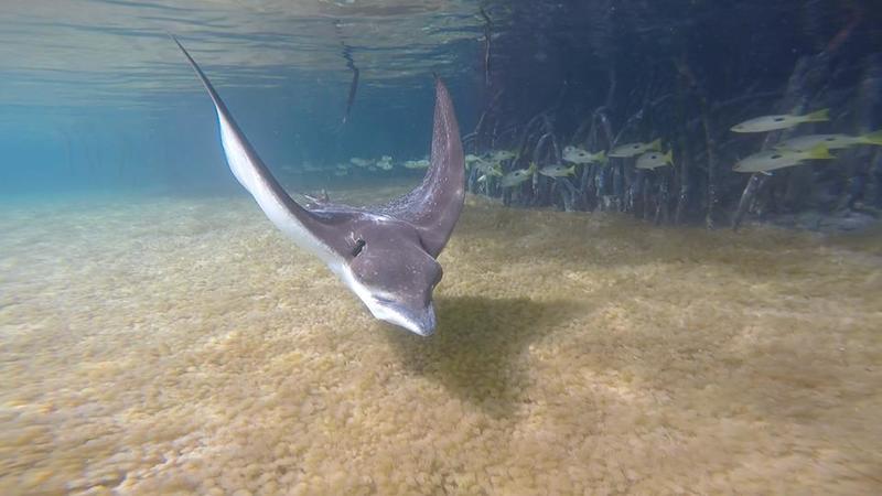 An underwater picture of a swimming ray