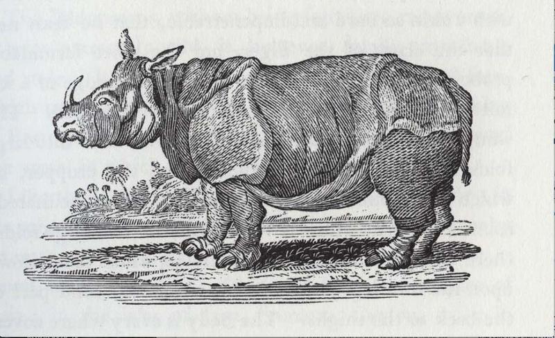 A drawing of a rhino
