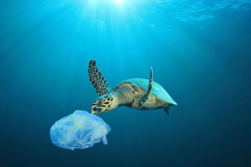 A Sea Turtle approaches a piece of suspended plastic in the sea