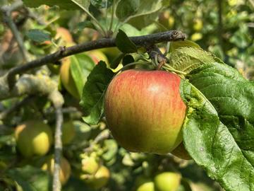 A ripe apple on the tree malus domestica saturn