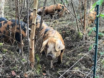 Oxford Sandy and Black piglets in Harcourt Arboretum silver birch coppice