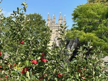 Magdalen Tower in the foreground, dominated by red, succulent apples in the Oxford Botanic Garden