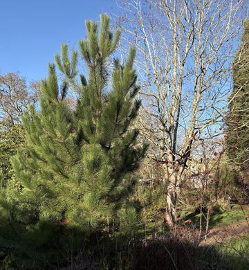 The replacement black pine tree at Oxford's Botanic Garden, planted in 2021