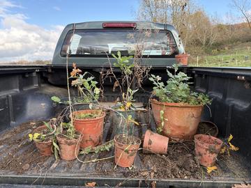 Pick-up truck bed with oak saplings from 7 November, 2025, the planting of Bear Wood