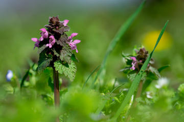 Photograph of red dead nettle