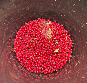 Hawthorn berries in a bucket